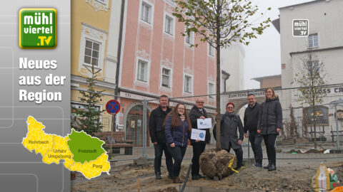 Freistadt macht sich klimafit: Vier Hopfenbuchen sorgen im Sommer für Abkühlung am Hauptplatz